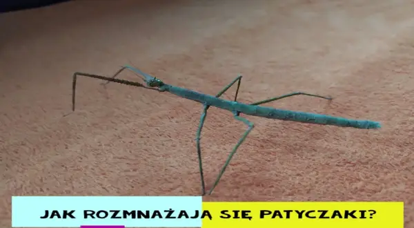 Patyczaki jak się rozmnażają: sekrety ich rozmnażania i partenogenezy