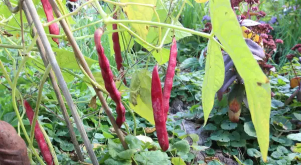 Reife, rote Stangenbohnen hängen an ihren Ranken. Das Bild zeigt, wie man erfolgreich Stangenbohnen anbauen kann.