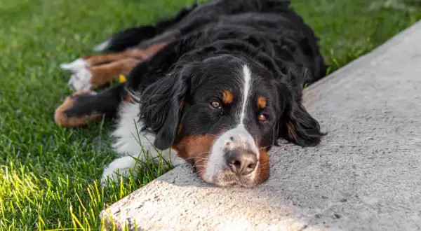 Bernese Mountain Dog leży na trawie, odpoczywając. Pamiętaj, że ksylitol dla psa jest toksyczny!