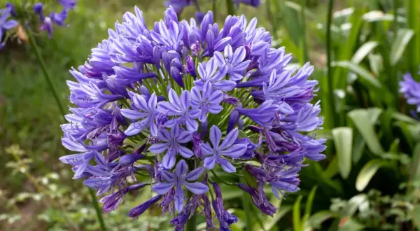Gros plan sur une agapanthe fleur, une sphère de pétales bleus et violets rayés, épanouie dans un jardin verdoyant.