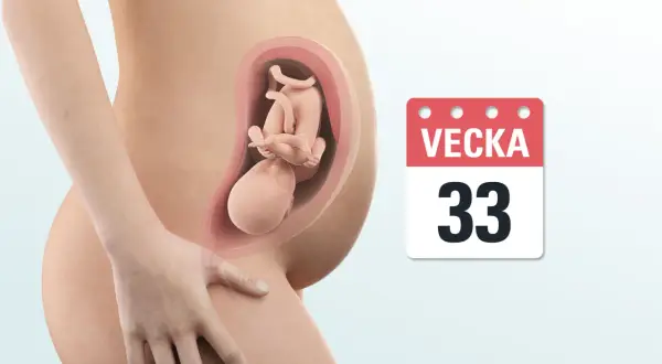 Gravid mage med foster i vecka 33. En kalender visar tydligt att det är vecka 33.