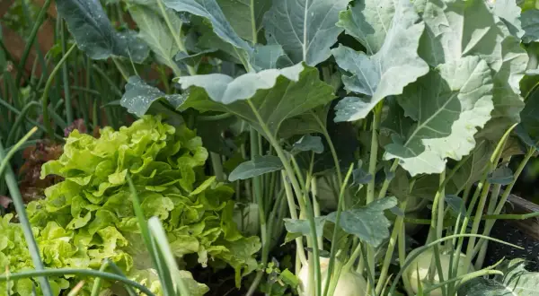 Ein bunter Gemüsegarten mit knackigem Salat, Kohlrabi und Lauch. Diese Mischkultur verspricht eine reiche Ernte.