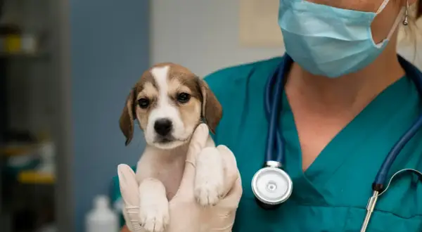 Veterinario Cruz de Piedra: Atención 24 horas para tu mascota