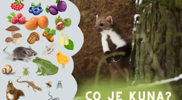 Kuna je wszystkożerna! Zobacz, co jedzą kuny: owoce, jajka, myszy, żaby, owady, a nawet pisklęta.