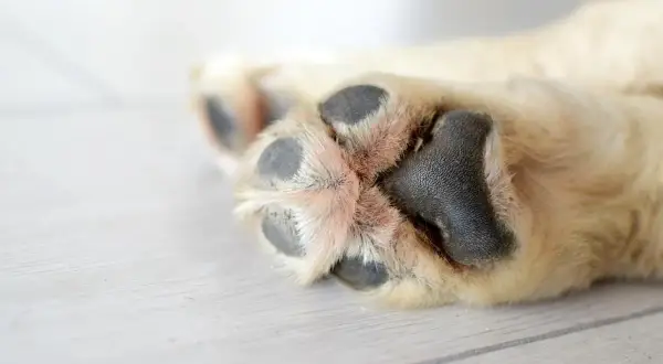 Almohadillas de perro con pelaje claro y almohadillas negras. Busca remedios caseros para hidratar las almohadillas de los perros.