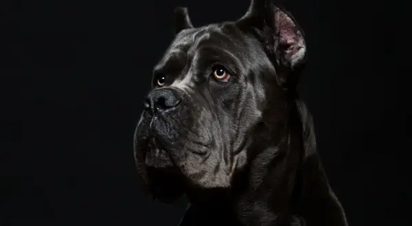 Porträt eines dunklen Cane Corso mit ernstem Blick. Informationen über Cane Corso Krankheiten sind wichtig für die Gesundheit des Hundes.