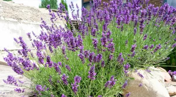 Ein üppiger Busch mit violetten Lavendel-Pflanzen, die vor einer rustikalen Steinmauer und Holzterrasse wachsen.