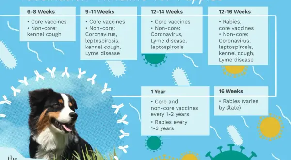 Puppy vaccine schedule chart showing core and non-core vaccinations by age, from 6 weeks to 1 year, with a happy dog.