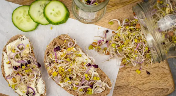 Zwei Brotscheiben mit Frischkäse und bunten Sprossen, die an das Ziehen von Bockshornklee sprossen erinnern. Daneben Gurkenscheiben und ein Glas mit Sprossen.