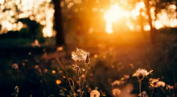 Golden hour sunlight bathes dandelions in a field, showcasing what is ambient light in photography: soft, diffused natural light creating a warm, dreamy atmosphere.