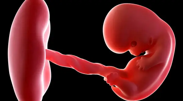 3D USG obraz płodu w 8 tygodniu ciąży. Widać zarodek z widocznymi zalążkami kończyn i pępowiną połączoną z pęcherzykiem żółtkowym.