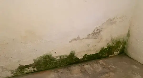 Feuchtigkeit im Keller hat grüne Flecken und abblätternde Farbe an der Wand hinterlassen.
