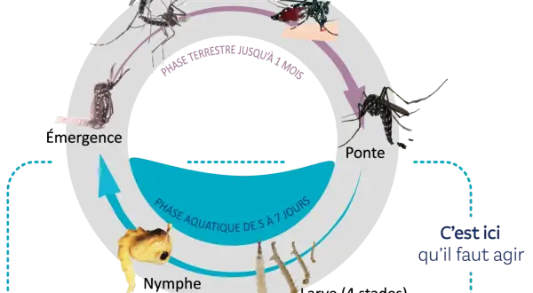 Le cycle de vie des moustiques : ponte, phase aquatique (nymphe), phase terrestre jusqu'à l'émergence. C'est ici qu'il faut agir.