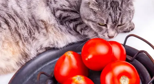 ¿A los gatos les gusta el tomate? Lo que debes saber sobre su seguridad