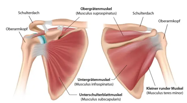 Vorder- und Rückansicht der Rotatorenmanschette. Der **musculus supraspinatus** ist Teil der Schultermuskulatur.