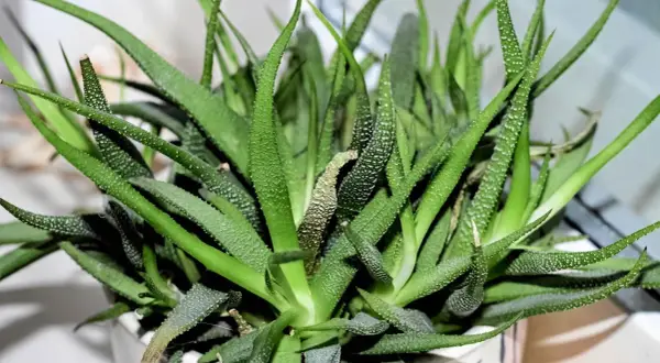 Zielony aloes z białymi kropkami, potrzebuje podlewania. Liście są lekko pomarszczone, co sugeruje, że roślina jest spragniona.