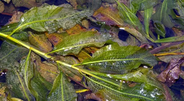 Feuilles vertes et nervurées de Potamogeton lucens flottant dans l'eau, parmi des feuilles mortes.