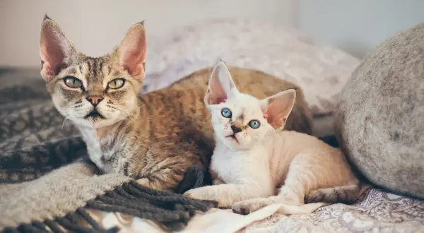 Dwa koty rasy Devon Rex leżą na kocu. Jeden jest pręgowany, drugi biały z niebieskimi oczami.