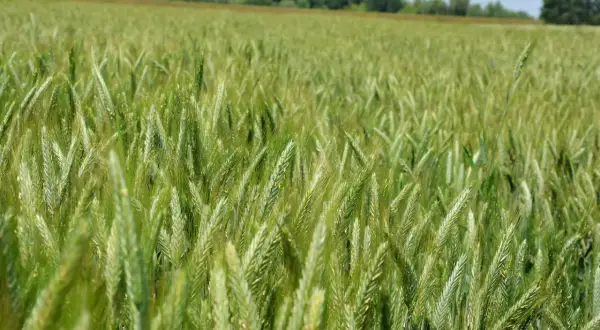 Zielone kłosy pszenżyta ozimego na słabych glebach, tworzące gęste pole pod błękitnym niebem.
