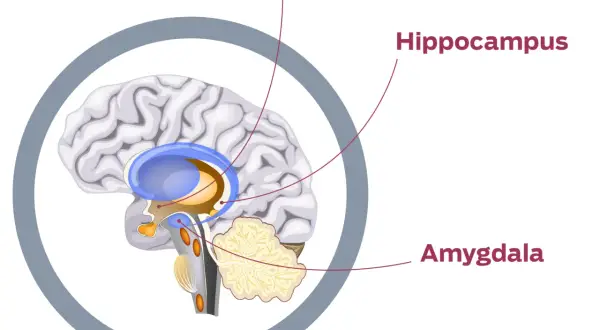 Hjärnan visar hypotalamus, hippocampus och amygdala, viktiga för stresshormon.