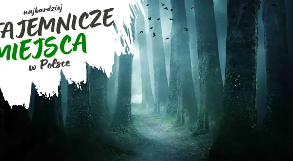 Najbardziej tajemnicze miejsca w Polsce: mroczny las, mgła i stada ptaków tworzą atmosferę nawiedzonych miejsc.