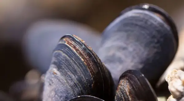 Gros plan sur des moules sombres et texturées, prêtes à être récoltées par un éleveur de moules.