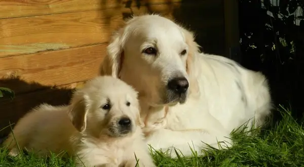 Jak rośnie golden retriever? Kluczowe etapy wzrostu i wagi