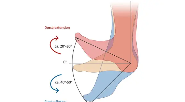 Illustration der Fußanatomie mit Dorsalextension (20-30°) und Plantarflexion (40-50°).