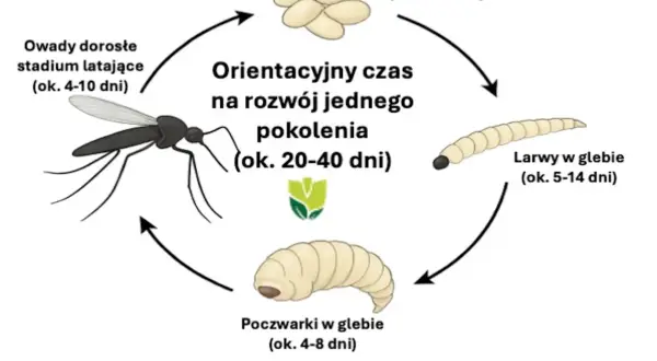 Cykl rozwojowy ziemiórek: jaja, larwy, poczwarki i dorosłe owady latające. Zobacz, jak wyglądają ziemiórki na różnych etapach.