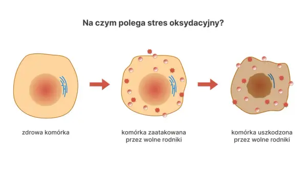 Ilustracja pokazuje, co to są antyoksydanty, broniące komórki przed wolnymi rodnikami, które powodują jej uszkodzenie.