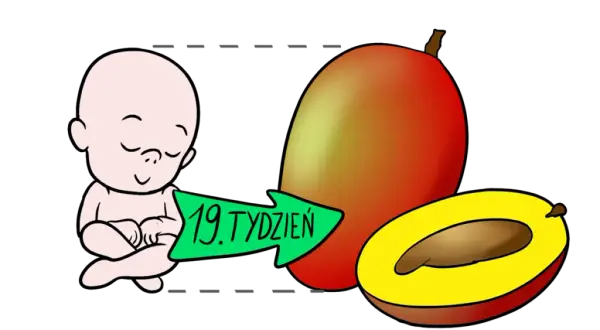 19 tydzień ciąży - na jakiej wysokości jest dziecko i co to oznacza?