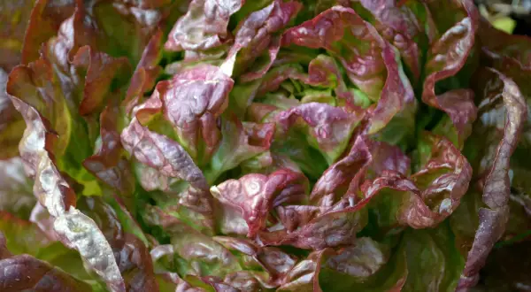 En vacker romansallad som växer i trädgården. Bladen är krispiga med röda kanter. Perfekt att odla för en fräsch sallad.