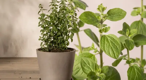 Ein Topf mit frischem Oregano, der nicht giftig ist, steht auf einem Holztisch. Nahaufnahme der grünen Blätter.