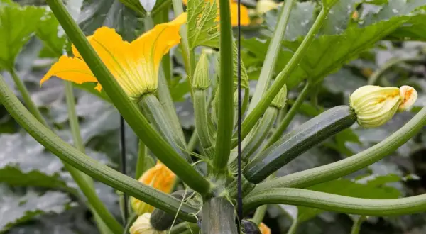 Plante de courgette avec ses fleurs jaunes éclatantes et ses jeunes fruits verts. Les tiges épaisses et velues soutiennent la croissance prometteuse des fleurs de courgettes.