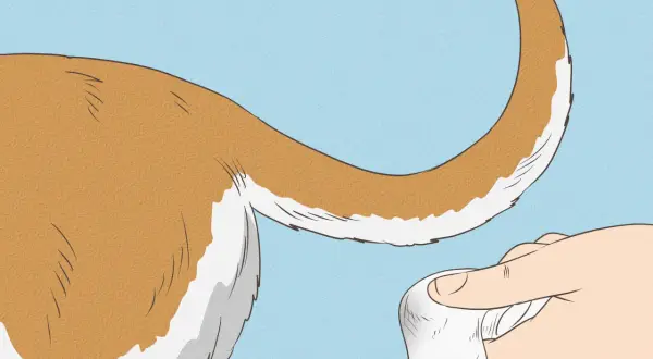 Mano tocando la cola de un perro, posiblemente para evaluar si sufre del síndrome de la cola fría.