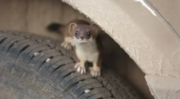 Kuna w aucie? Jak skutecznie odstraszyć i zabezpieczyć auto!