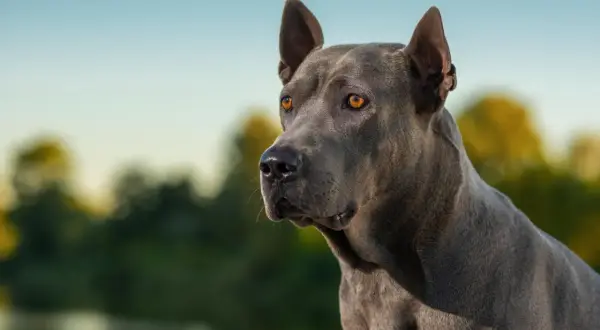 Ein riesen Hund mit bernsteinfarbenen Augen blickt nachdenklich in die Ferne, sein graues Fell glänzt im Sonnenlicht.