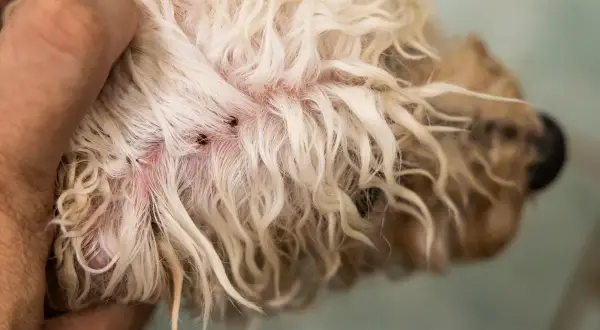 Zeigt Zecken auf der Haut eines Hundes, ein häufiges Problem bei reisekranken Hunden.