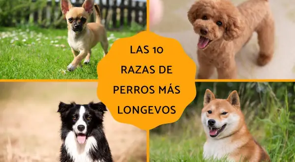 Chihuahua, caniche toy, border collie y shiba inu son algunas de las razas de perro mas longevo.