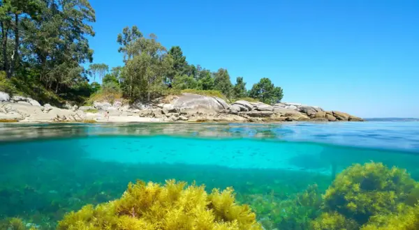 Aguas cristalinas y vegetación marina exuberante en las calas de Bueu. Peces nadan bajo la superficie, mientras la costa rocosa y arbolada se alza bajo un cielo azul.