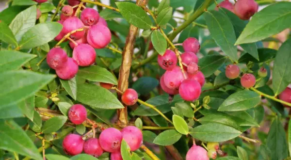 Krzew borówki Pink Lemonade z licznymi różowymi owocami. Zapylacz czeka na dojrzałe jagody.