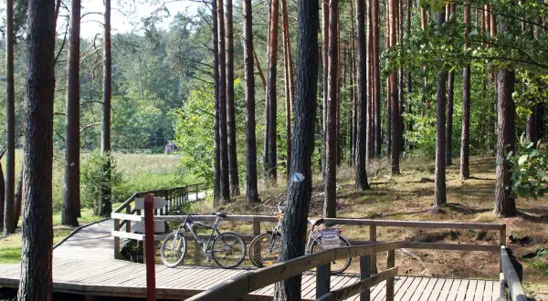 Drewniane kładki i dwa rowery na ścieżce w lesie. Idealne miejsce na odkrywanie tras rowerowych Zwierzyniec.