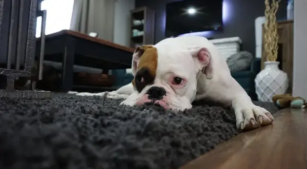 Ein Boxer-Welpe liegt traurig auf einem Teppich. Er sieht aus, als ob er oft hintereinander pinkelt und sich schämt.