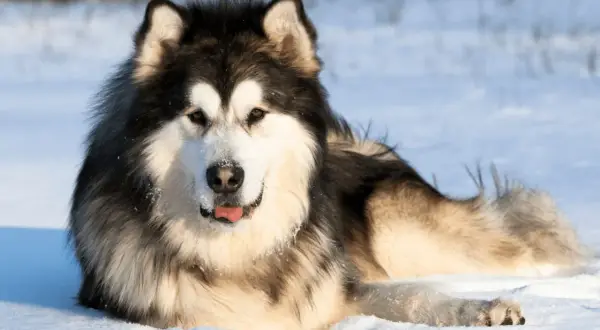 Malamut alaskan w śniegu, z językiem na wierzchu, wygląda na zadowolonego z zimowej zabawy.
