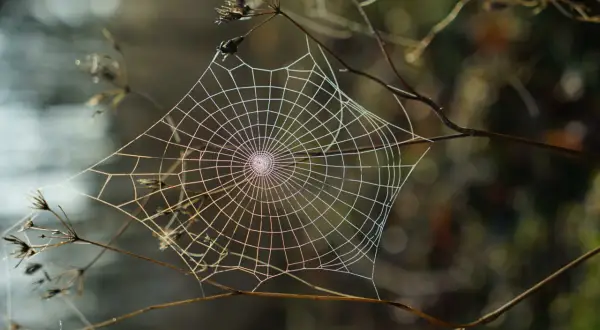 Sieć pajęcza na gałązkach, delikatna i lśniąca, budzi **arachnofobię** u wielu.
