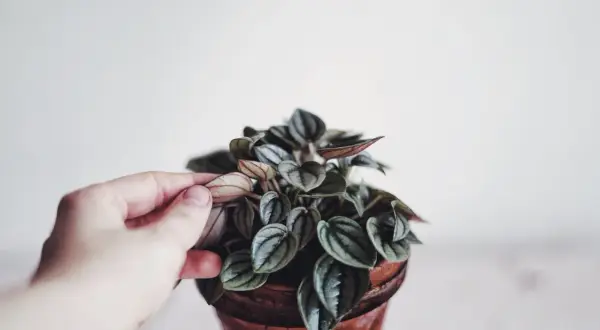 En hand petar försiktigt på en vacker peperomia blomma med mörka, randiga blad i en terrakottakruka.