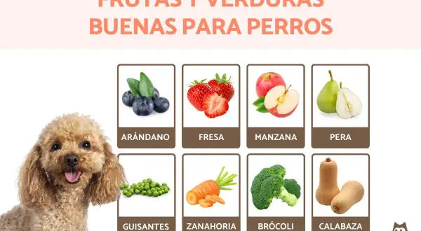 Un caniche sonriente junto a imágenes de arándanos, fresas, manzanas, peras, guisantes, zanahorias, brócoli y calabaza, mostrando comidas para perros saludables.