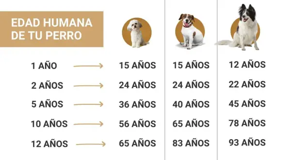 Tabla de edad de perros a humanos. Muestra la edad de un perro en años humanos, con ejemplos de diferentes razas.