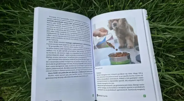 Szczeniak dostaje karmę z miarki do miski. Dowiedz się, czym karmić szczeniaka, by był zdrowy.