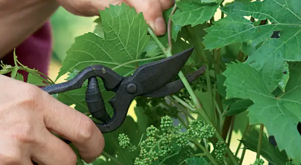 Main des mains coupant une jeune pousse de vigne grimpante avec des ciseaux. Petits grains de raisin verts visibles.